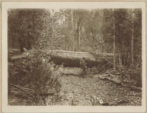 Album of photographs of bushwalking in the Acheron River Region, Victoria [picture] / H. Leith