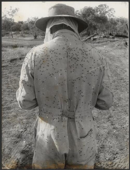 [Bill Harney handling bees, ca. 1950s] [picture]