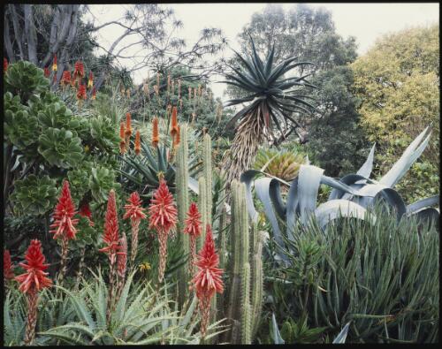 Succulents, Royal Botanic Gardens, Melbourne, Victoria, 1992, 1 [transparency] / Peter Dombrovskis