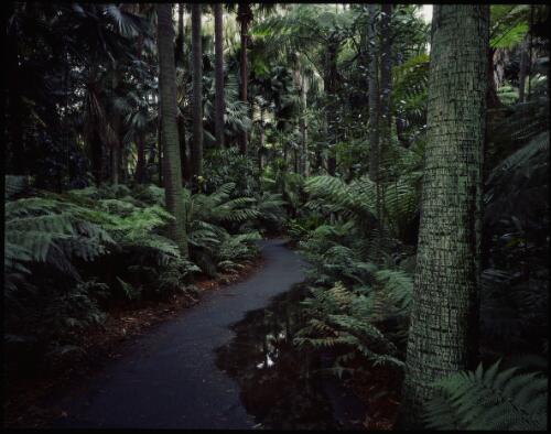 Ferns and palms, Royal Botanic Gardens, Melbourne, Victoria, 1992 [transparency] / Peter Dombrovskis