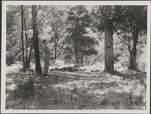 Portrait of A.H. Chisholm at Waterfall Creek, National Park, Sydney on 15 Feburary, c1945 [picture] / photo K.A. Hindwood