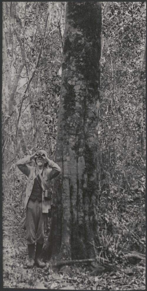 Mr H. Tryon, bird-watching in the Macpherson Range National Park [picture]