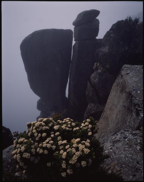 Dolerite, Mount Wellington, Tasmania, 1990?, 2 [transparency] / Peter Dombrovskis