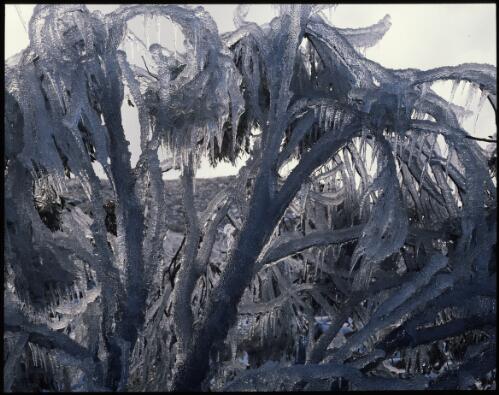 Ice-covered tree, Mount Wellington, Tasmania, 1991 [transparency] / Peter Dombrovskis