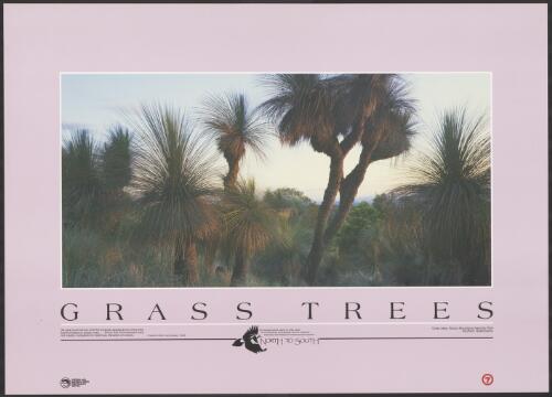 Grass trees : Bunya Mountains National Park, Southern Queensland / Queensland National Parks and Wildlife Service