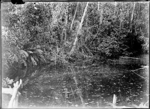 Billabong or creek in bush, Palmerston, former name of Darwin, ca. 1900 [picture] / Florenz Bleeser