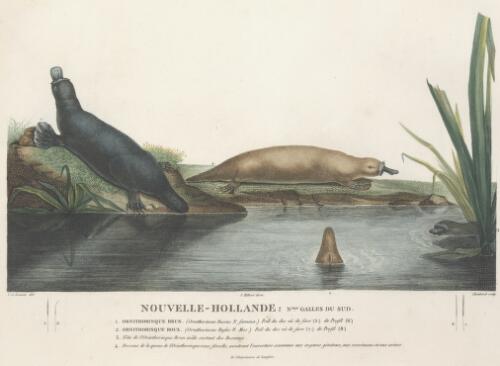 Nouvelle-Hollande, Nelle. Galles du Sud, ornithorinque ... [picture] / C.A. Lesueur del.; Choubard sculp.; J. Milbert direx