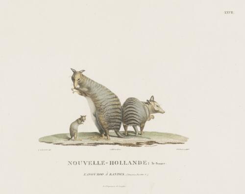 Nouvelle-Hollande, Ile Bernier, kangarou a bandes [picture] / C.A. Lesueur del.; Choubard sculpsit; J. Milbert direx