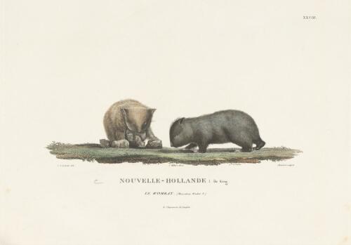 Nouvelle-Hollande, Ile King, le wombat [picture] / C.A. Lesueur del.; Choubard sculpsit J. Milbert direx