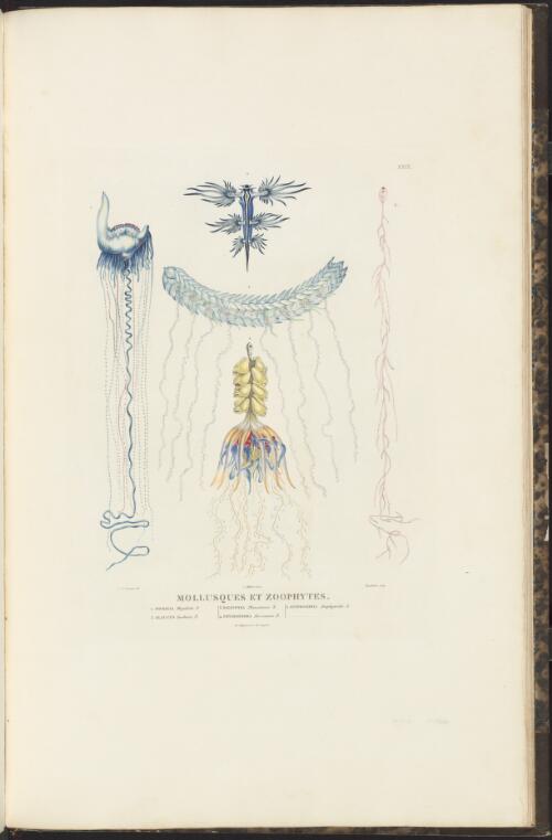 Mollusques et zoophytes [picture] / C.A. Lesueur del.; Choubard sculp.; J. Milbert direx