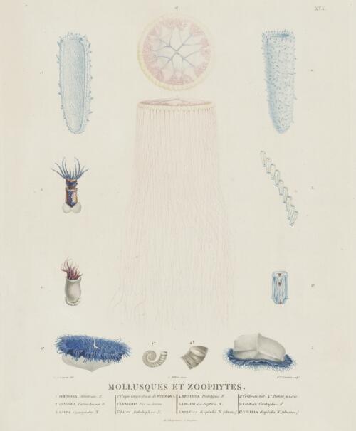 Mollusques et zoophytes [picture] / C.A. Lesueur del.; Fres. Lambert sculpt.; J. Milbert direx