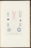 Mollusques et zoophytes [picture] / C.A. Lesueur del.; Fres. [i.e. Freres] Lambert sculp.; J. Milbert direx
