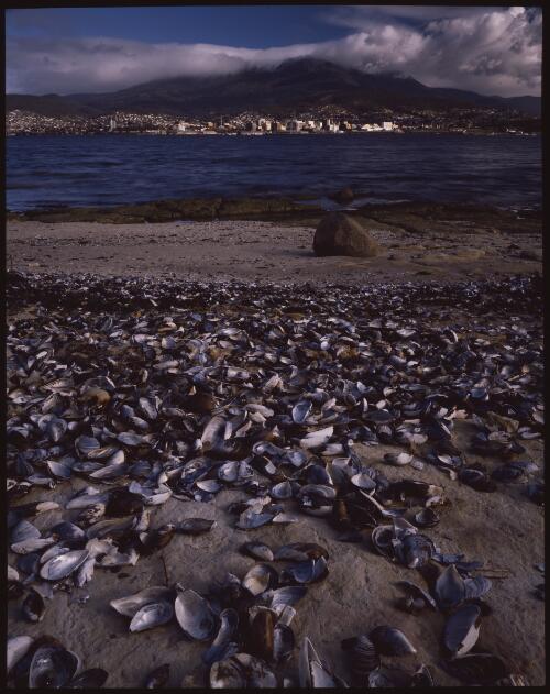 Mount Wellington from the eastern shore of the Derwent River, Tasmania, 1987 [transparency] / Peter Dombrovskis