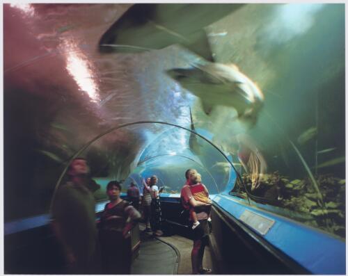 Oceanworld, 1999 [picture] / Anne Zahalka