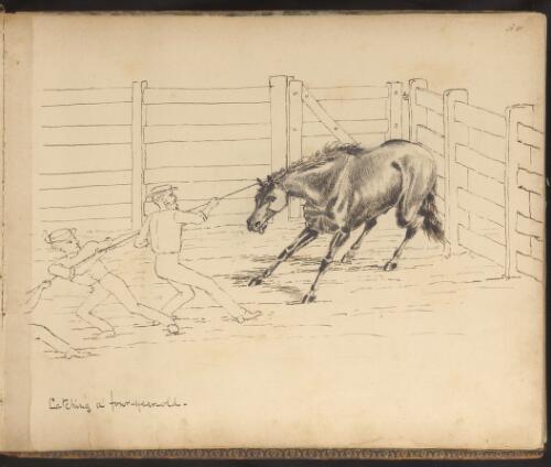 Catching a four-year-old [horse] [picture] / R. W. Stuart