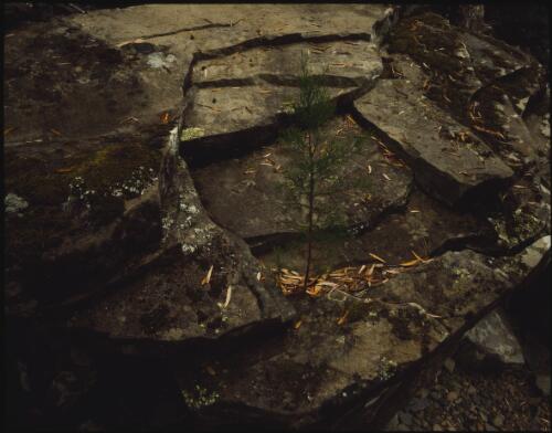 Young Huon pine, upper Gordon River, southwest Tasmania, 1979 [transparency] / Peter Dombrovskis