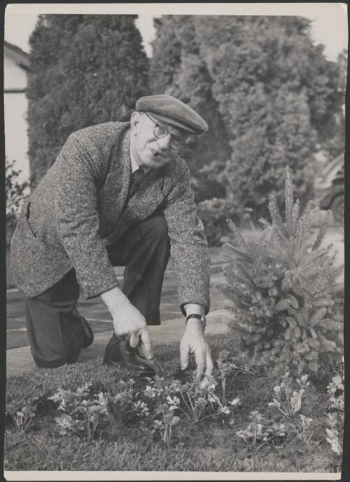 Frank Hurley gardening [picture]