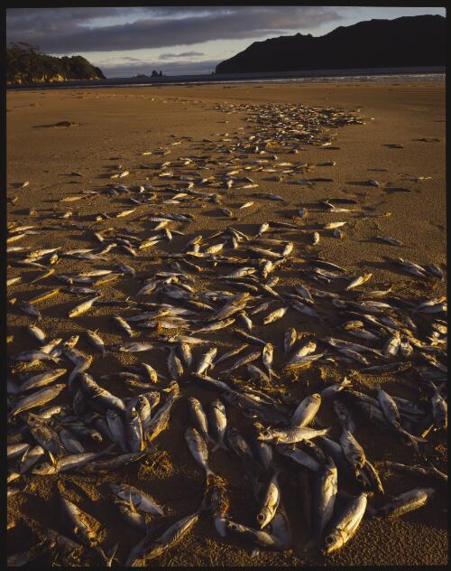 Dead fish, south coast, Tasmania, 1985? [transparency] / Peter Dombrovskis