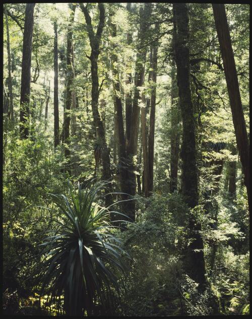 Temperate rainforest, Tasmania, 1984, 1 [transparency] / Peter Dombrovskis