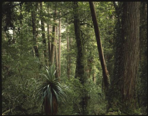 Temperate rainforest, Tasmania, 1984, 2 [transparency] / Peter Dombrovskis