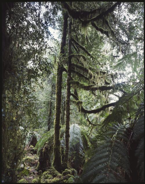 Temperate rainforest, Tasmania, 1987? [transparency] / Peter Dombrovskis