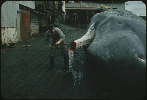 Man sawing whale's mouth, Albany Whaling Station, Western Australia, 1963 [transparency] / Richard Gibbons