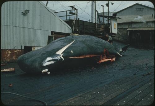 Cutting through the whale's flesh, Albany Whaling Station, Western Australia, 1963 [transparency] / Richard Gibbons