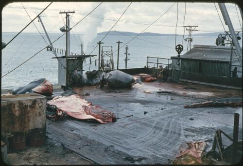 View of whale flesh, Albany Whaling Station, Western Australia, 1963 [picture] / Richard Gibbons