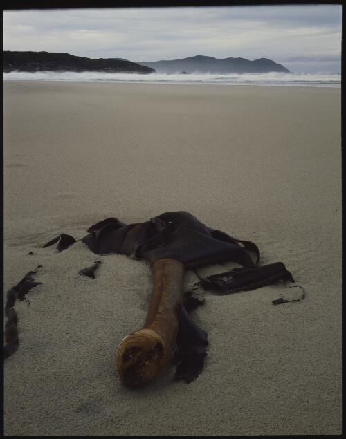 Stranded kelp, south coast, Tasmania, 1990? [transparency] / Peter Dombrovskis