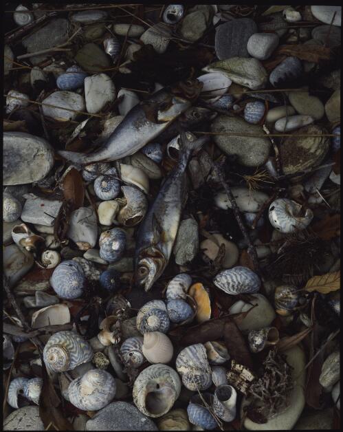 Dead fish, south coast, Tasmania, 1985?, 1 [transparency] / Peter Dombrovskis