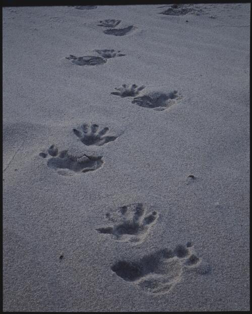 Wombat tracks in the sand, west coast, Tasmania, 1992 [transparency] / Peter Dombrovskis
