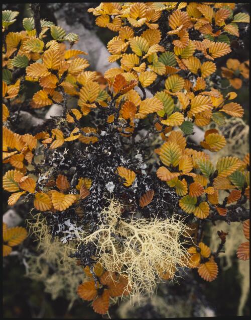 Deciduous beech and lichen, Tasmania, 1982? [transparency] / Peter Dombrovskis