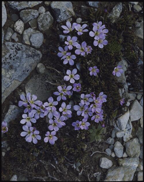 Euphrasia flowers, Tasmania, 1988? [transparency] / Peter Dombrovskis
