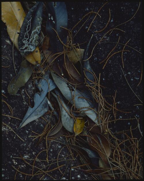 Leaf detail, Borneo, 1985 [transparency] / Peter Dombrovskis