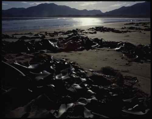 Bull kelp, south coast, Tasmania, 1990? [transparency] / Peter Dombrovskis