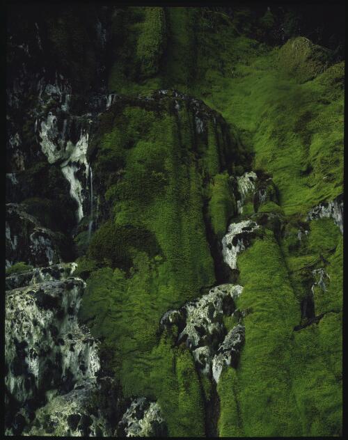 Moss on rock wall, Franklin River, Tasmania, 1979 [transparency] / Peter Dombrovskis