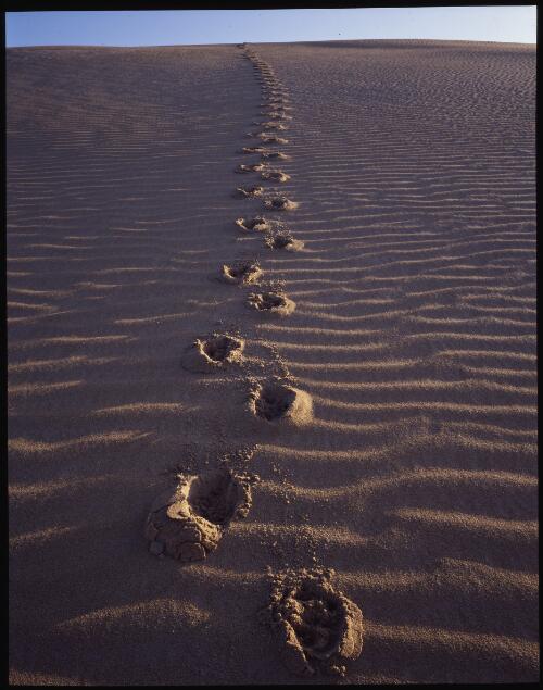 Wombat tracks in the sand, Tarkine, west coast, Tasmania, 1992, 1 [transparency] / Peter Dombrovskis