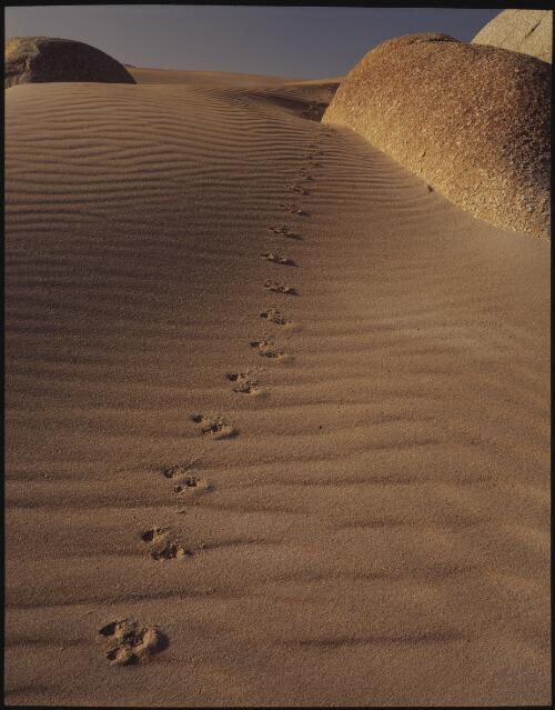 Wombat tracks in the sand, Tarkine, west coast, Tasmania, 1992, 2 [transparency] / Peter Dombrovskis