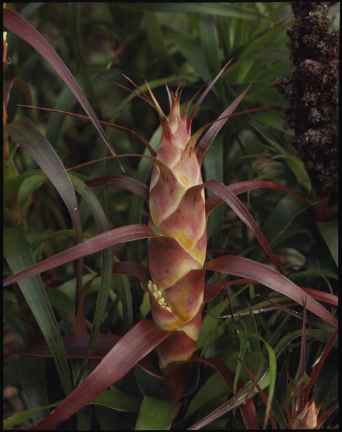Richea dracophylla flower head, Tasmania, 1987? [transparency] / Peter Dombrovskis
