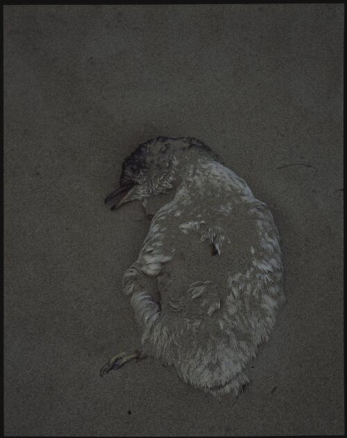Dead penguin, south coast, Tasmania, 1993? [transparency] / Peter Dombrovskis