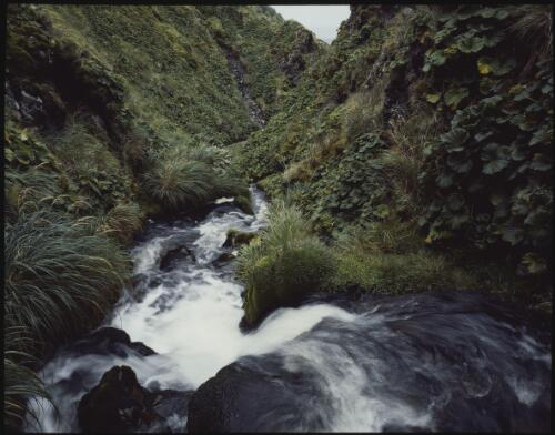 Stream, Macquarie Island, Tasmania, 1984 [transparency] / Peter Dombrovskis