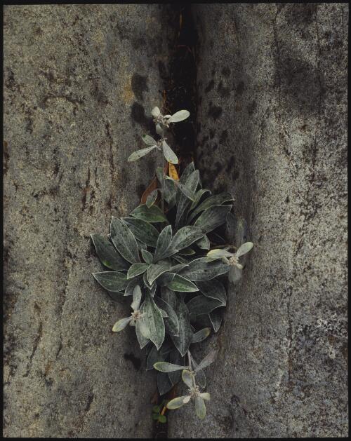 Gnaphalium umbricola, Mount Wellington, Tasmania, 1987? [transparency] / Peter Dombrovskis