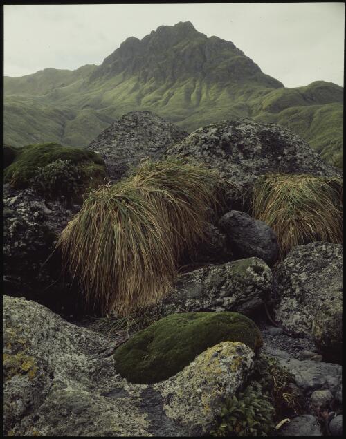 Macquarie Island, Tasmania, 1984 [transparency] / Peter Dombrovskis