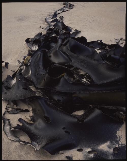 Bull kelp, south coast, Tasmania, 1990? [transparency] / Peter Dombrovskis