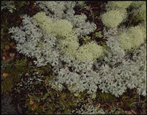 Lichen detail, Tasmania?, 1993?, 1 [transparency] / Peter Dombrovskis