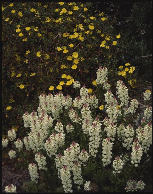 Hibbertia and Stackhousia monogyna, Lindsay Campbell's garden, Cygnet, Tasmania, 1993, 2 [transparency] / Peter Dombrovskis