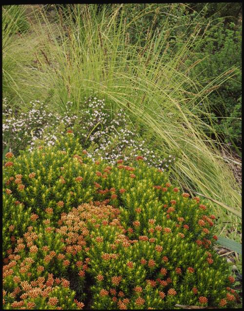 Ozothamnus ledifolius, Boronia and Gahnia, Lindsay Campbell's garden, Cygnet, Tasmania, 1993 [transparency] / Peter Dombrovskis