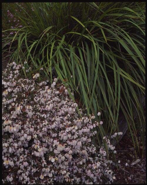 Lomandra and Bauera, Lindsay Campbell's garden, Cygnet, Tasmania, 1993 [transparency] / Peter Dombrovskis