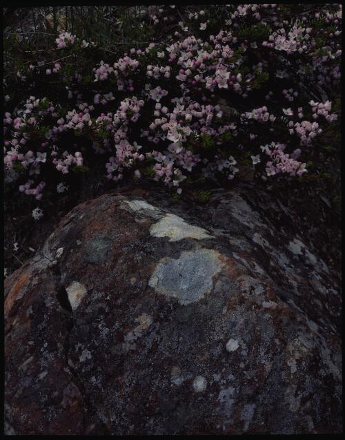 Boronia citriodora and lichened rock, Lindsay Campbell's garden, Cygnet, Tasmania, 1993, 2 [transparency] / Peter Dombrovskis