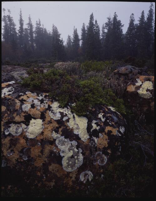Rock lichen, the Labyrinth, Cradle Mountain-Lake St Clair National Park, 1994? [transparency] / Peter Dombrovskis